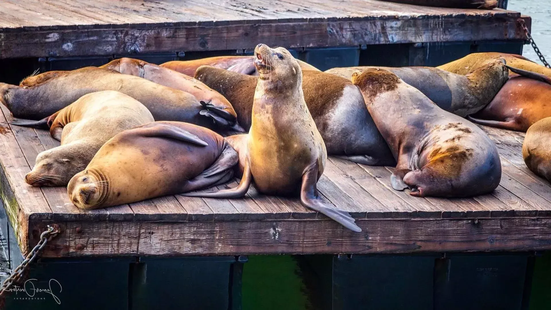 pier 39의 K Dock에 휴식을 취하는 바다사자