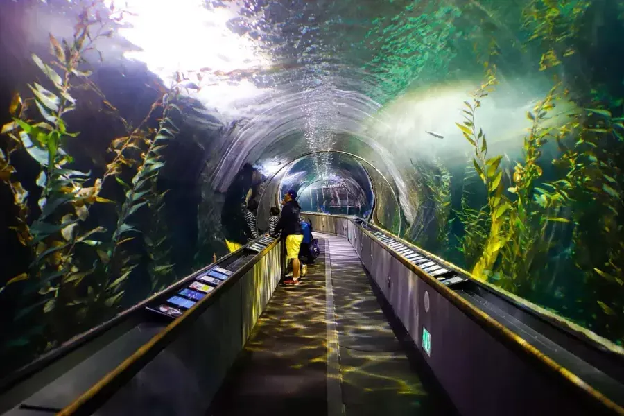 Una familia observa la vida marina dentro de un túnel en el Acuario de la Bahía