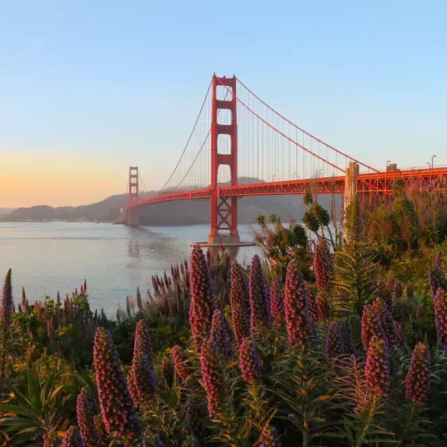 Abgebildet ist die Golden Gate Bridge mit großen Blumen im Vordergrund.